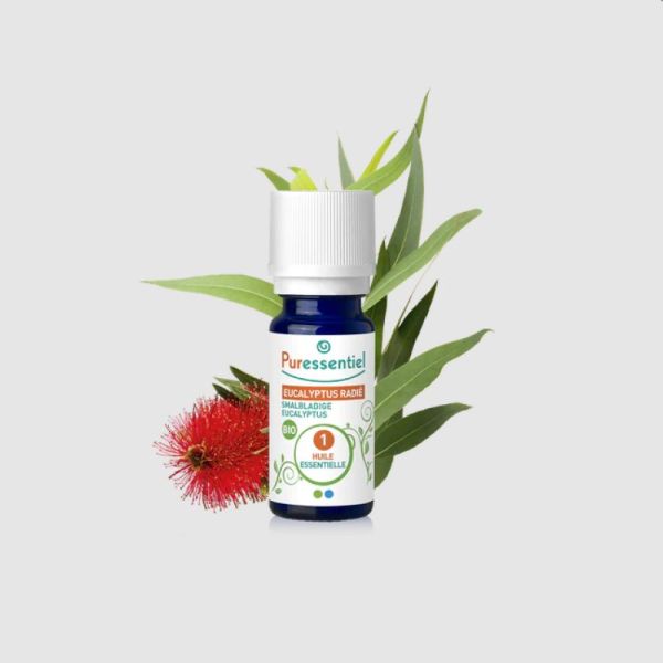 Huile Essentielle Eucalyptus Radié BIO 10ml